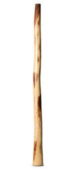 Marikuku Wirrpanda Yidaki (YI316)